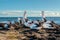 Australian Pelicans in Beaumaris, Victoria, Australia