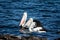 Australian Pelicans feeding in sea Melbourne