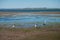 Australian Pelicans looking for food at the beach around Brisbane, Australia. Australia is a continent located in the south part o