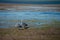 Australian Pelicans looking for food at the beach around Brisbane, Australia. Australia is a continent located in the south part o