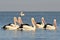 The Australian pelicans Pelecanus conspicillatus is a large waterbird of the family Pelecanidae, Coorong National Park Australia