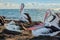 Australian Pelicans and sailing boats 3