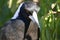 Australian perching Magpie