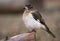 Australian Pied Butcherbird juvenile perched on a log