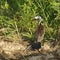 Australian Pied Cormorant