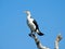 Australian Pied Cormorant on Dead Tree