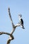 Australian Pied Cormorant on dead tree, Northern Territory, Australia