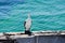 Australian Pied Cormorant on Jetty Edge