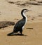 Australian Pied Cormorant in New Zealand