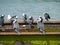 Australian Pied Cormorants