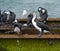 Australian Pied Cormorants