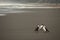 Australian Pied Cormorants on volcanic beach