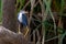 Australian Pied heron.