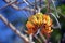 Australian Pine Mountain Coral Tree Inflorescence