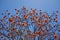 Australian Pine Mountain Coral Tree Inflorescence