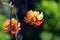 Australian Pine Mountain Coral Tree Inflorescence