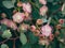 Australian pink eucalyptus blossoms, close-up of eucalyptus flowers