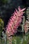 Australian pink Grevillea flower and buds