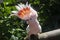 An Australian pink Major Mitchell cockatoo on a railing