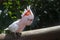 An Australian Pink Major Mitchell cockatoo on a railing.