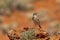 Australian Pipit in South Australia