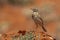 Australian Pipit in South Australia