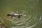 Australian platypus or ornithorhynchus swimming in a creek