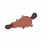 Australian platypus. Vector flat illustration animal isolated on white background
