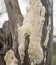 Australian Polypore Fungus Growing on Eucalypt Stump