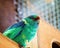 Australian Port Lincoln Parrot
