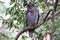 Australian Powerful Owl