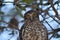 Australian Powerful Owl