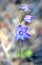 Australian Purple Spotted Sun Orchid