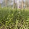 Australian Purple Wildflower Glycine in Eucalypt Grassland