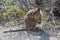 Australian Quokka in Bushland