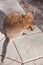 Australian Quokka Lunchtime