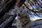 Australian Quokka on rottnest island, Perth, Australia
