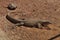 Australian Racehorse Goanna Bungarra or lizard