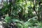 Australian Rain Forest with Creek 1