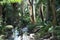 Australian Rain Forest with Creek 2