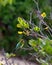 Australian Rainbow Bee-Eater