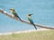 Australian Rainbow Bee-Eaters