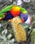 Australian rainbow lorikeet