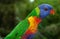 Australian Rainbow Lorikeet