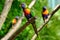 Australian Rainbow Lorikeet