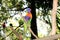 Australian Rainbow Lorikeet at Cleland Wildlife Park