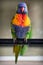 Australian rainbow lorikeet portrait.