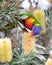 Australian rainbow lorikeet in tropical setting