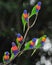 Australian rainbow lorikeets gathered on tree