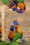 Australian Rainbow Lorikeets Trichoglossus moluccanus drinks from water tap, Outback Australia